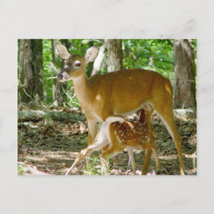 Cartão Postal Whitetail Deer - Cartão-postal Doe Fawn