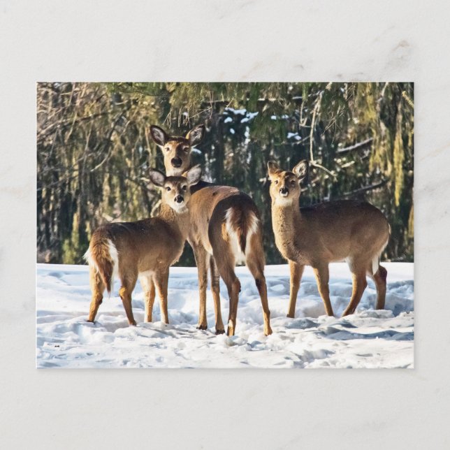 Cartão Postal Whitetail Deer em Snow (Frente)
