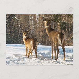 Cartão Postal Whitetail Deer em Snow