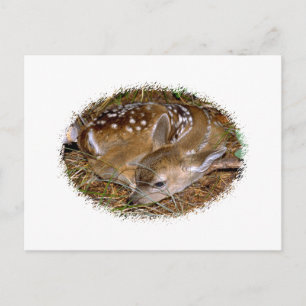 Cartão Postal Whitetail Deer Fawn