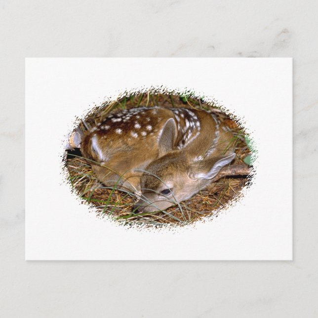 Cartão Postal Whitetail Deer Fawn (Frente)