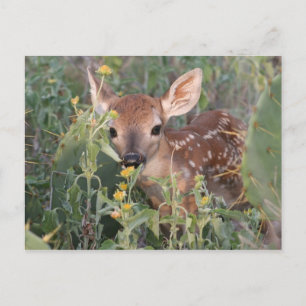 Cartão Postal Whitetail Fawn
