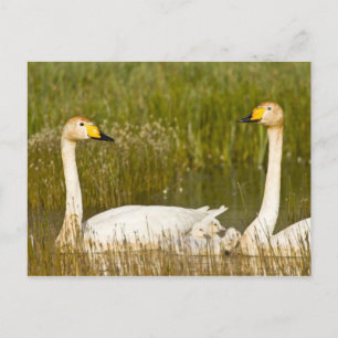 Cartão Postal Whooper swan pair with cygnets in Iceland.