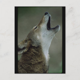 Cartão Postal Wilber Timber Wolf Howling