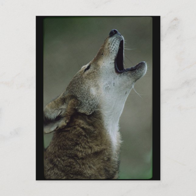 Cartão Postal Wilber Timber Wolf Howling (Frente)
