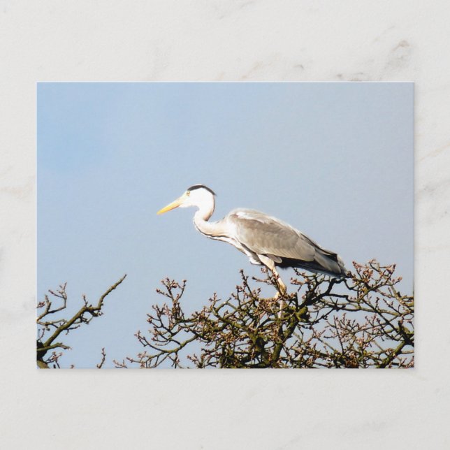 CARTÃO POSTAL WILD BIRD HERON (Frente)