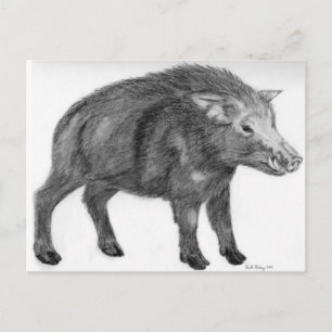 Cartão Postal Wild Boar, Defensive Stance