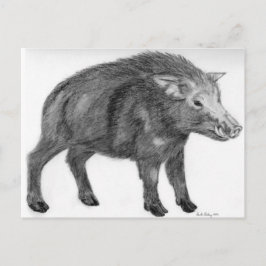 Cartão Postal Wild Boar, Defensive Stance