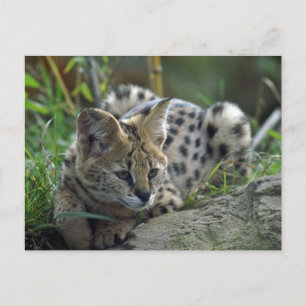 Cartão Postal Wild Bobcat