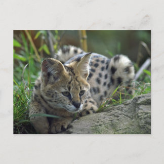 Cartão Postal Wild Bobcat