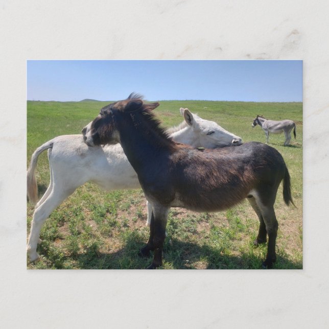 Cartão Postal Wild Burros, Custer State Park, Dakota do Sul (Frente)