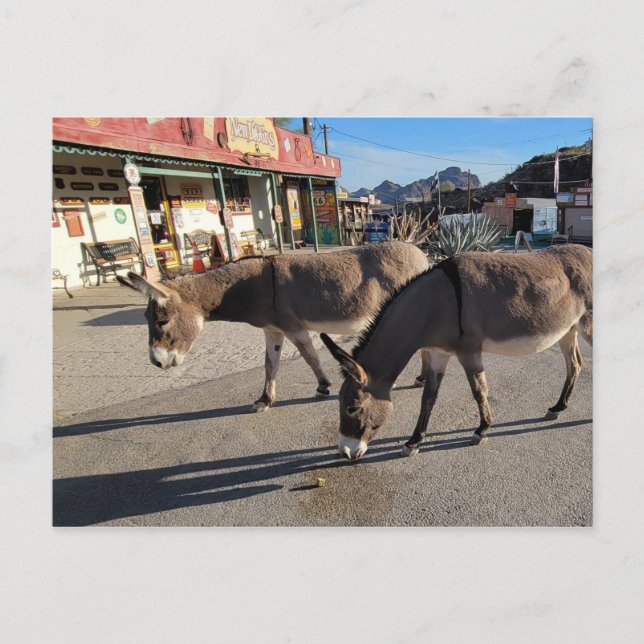 Cartão Postal Wild Burros em Oatman, Arizona (Frente)
