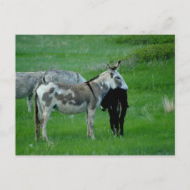 Cartão postal Wild Burros South Dakota