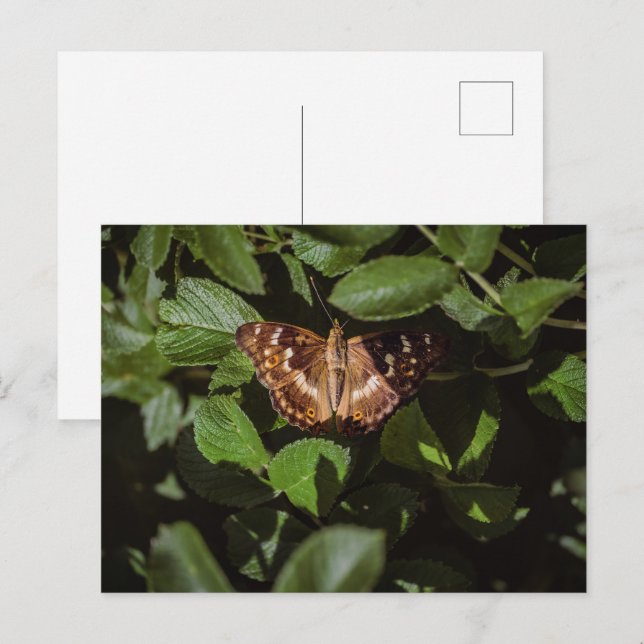 Cartão Postal Wild Butterfly in Green Foliage (Frente/Verso)