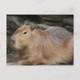 Cartão postal Wild Capybara