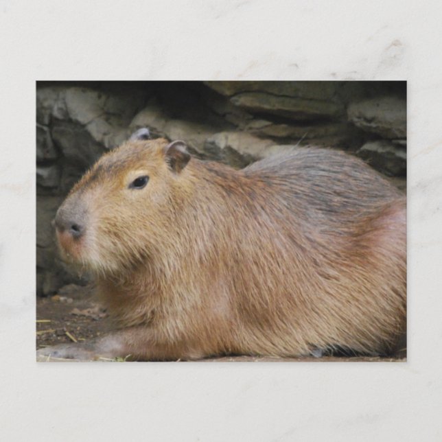 Cartão postal Wild Capybara (Frente)
