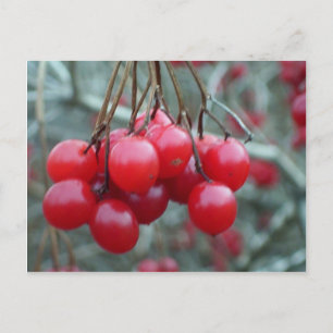 Cartão Postal Wild Cherry