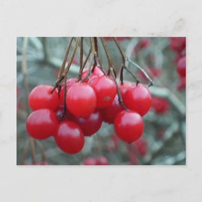 Cartão Postal Wild Cherry (Frente)