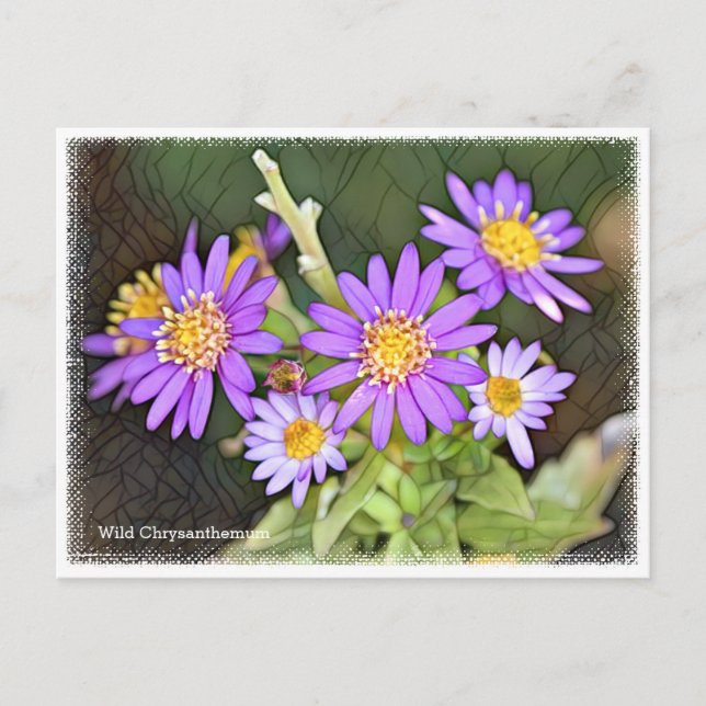 Cartão Postal Wild Chrysanthemum (Frente)