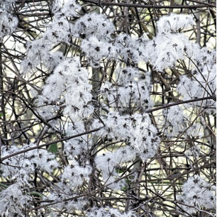 CARTÃO POSTAL WILD CLEMATIS