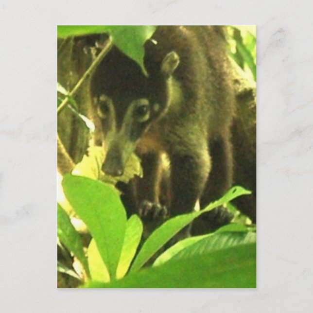 Cartão postal Wild Coati (Frente)