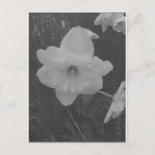 Cartão Postal Wild Daffodil