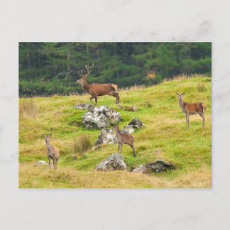 Cartão Postal Wild Deer Stag e Hinds Scotland Fotografia