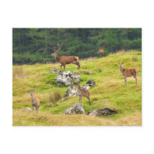 Wild Deer Stag e Hinds Scotland Fotografia