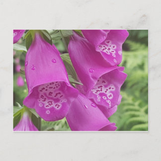 Cartão Postal Wild Foxglove - Digitalis Purpurea