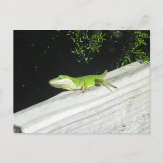 Cartão Postal Wild Green Gecko