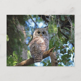 Cartão Postal Wild Hoot Owl Staring na Floresta