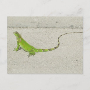 Cartão Postal Wild Iguana