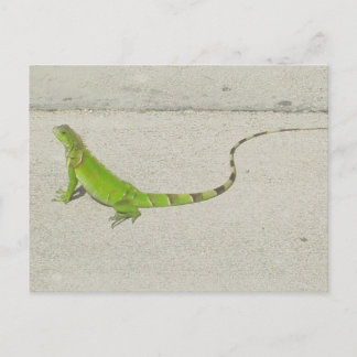 Cartão Postal Wild Iguana