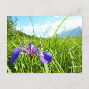 Cartão Postal Wild Iris e Paisagem do Alasca