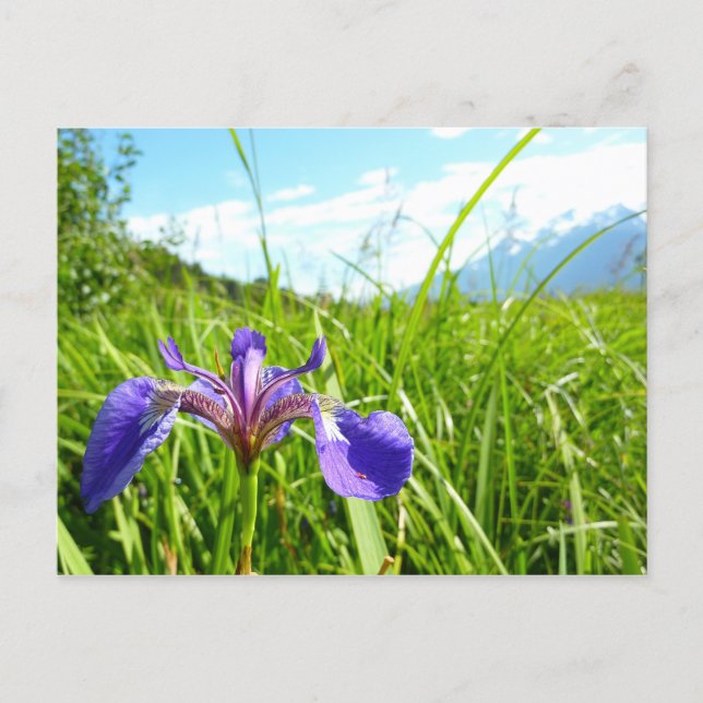 Cartão Postal Wild Iris e Paisagem do Alasca (Frente)