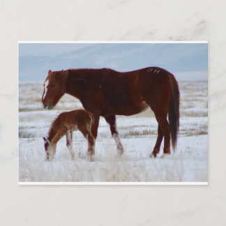Cartão Postal Wild Mare com bebê no deserto de Utah no inverno