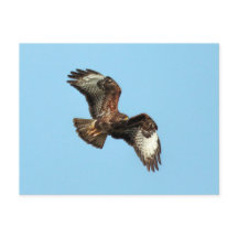 Wild Mäusebussard (Common Buzzard; Buteo buteo)