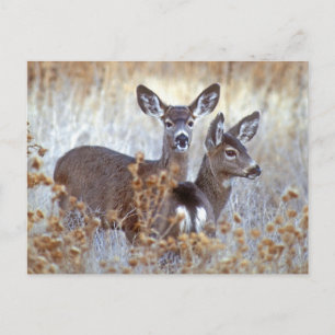 Cartão Postal Wild Mule Deer Pair   Califórnia