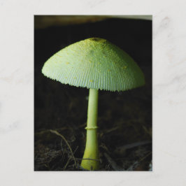 Cartão Postal Wild Mushroom Photo 