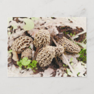 Cartão Postal Wild Mushrooms, postcard