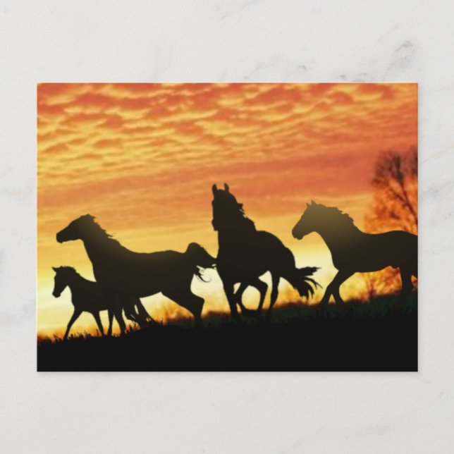 Cartão Postal Wild Mustangs (Frente)