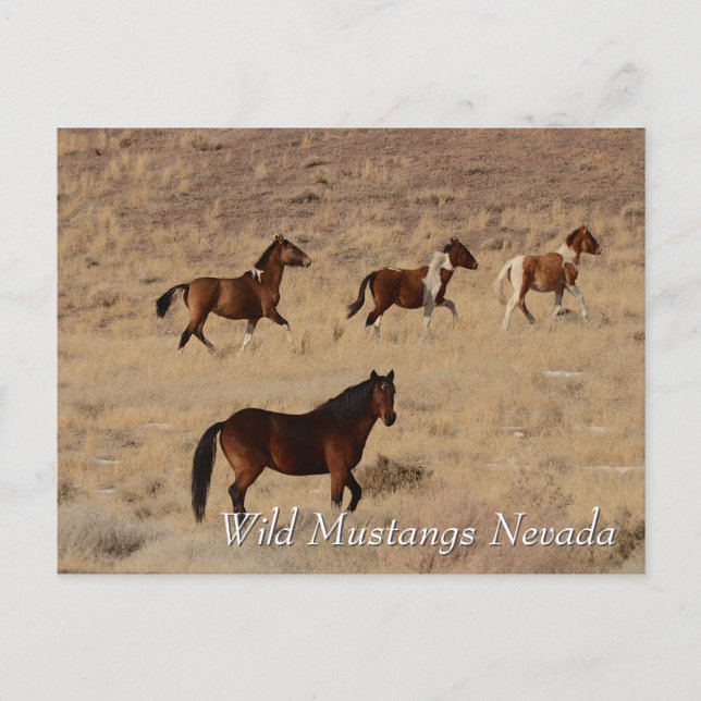 Cartão Postal Wild Mustangs no deserto de Nevada (Frente)
