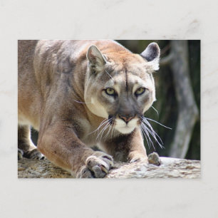 Cartão Postal Wild Puma