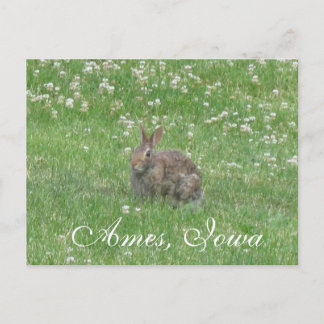 Cartão Postal Wild Rabbit Ames, Iowa Postcard