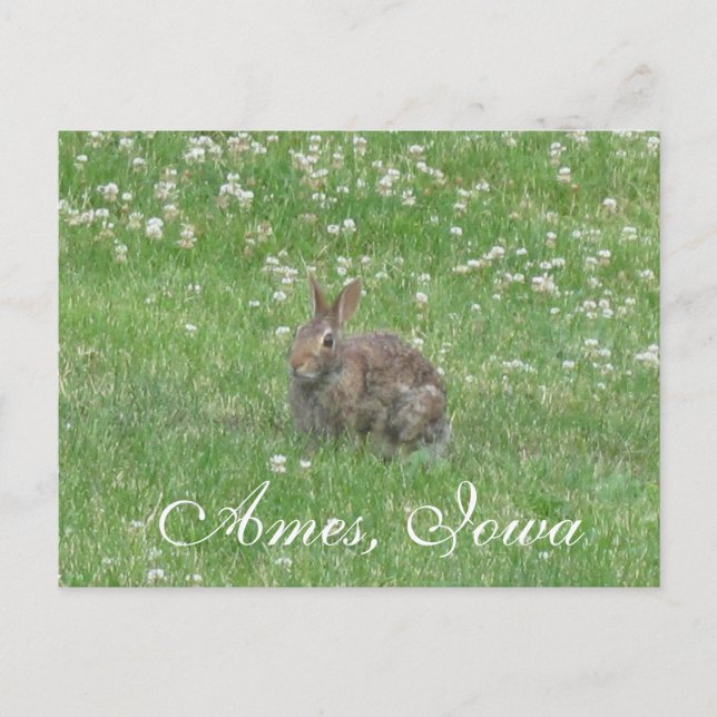 Cartão Postal Wild Rabbit Ames, Iowa Postcard (Frente)