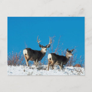Cartão Postal Wild Reindeer