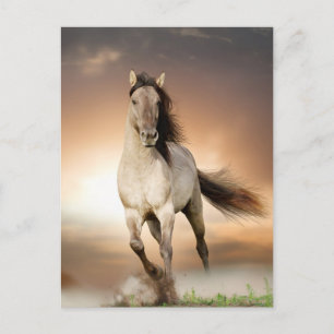 Cartão Postal Wild Stallion Correndo Em Sunset