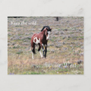 Cartão Postal Wild Stallion, Pré-endereçado: Sec do Interior