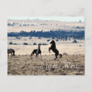 Cartão Postal Wild Stallions, Pré-endereçado: Sec do Interior