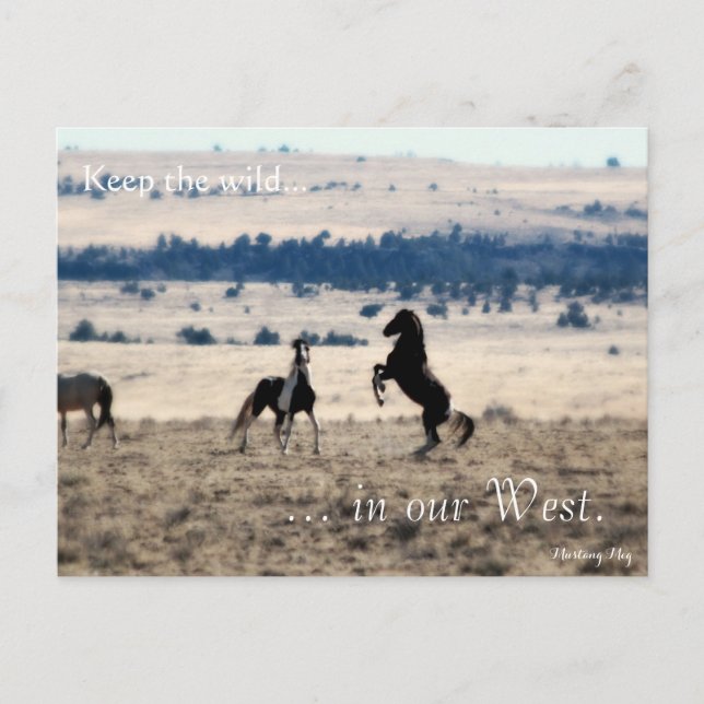 Cartão Postal Wild Stallions, Pré-endereçado: Sec do Interior (Frente)